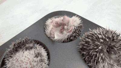 这销魂的表情，一看就不是什么正经刺猬！