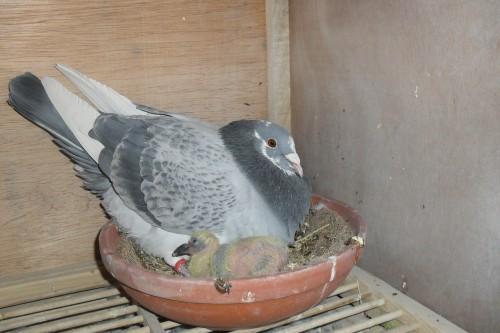 高王宏视频谈信鸽如何育种,高王宏治疗赛鸽沙门氏菌