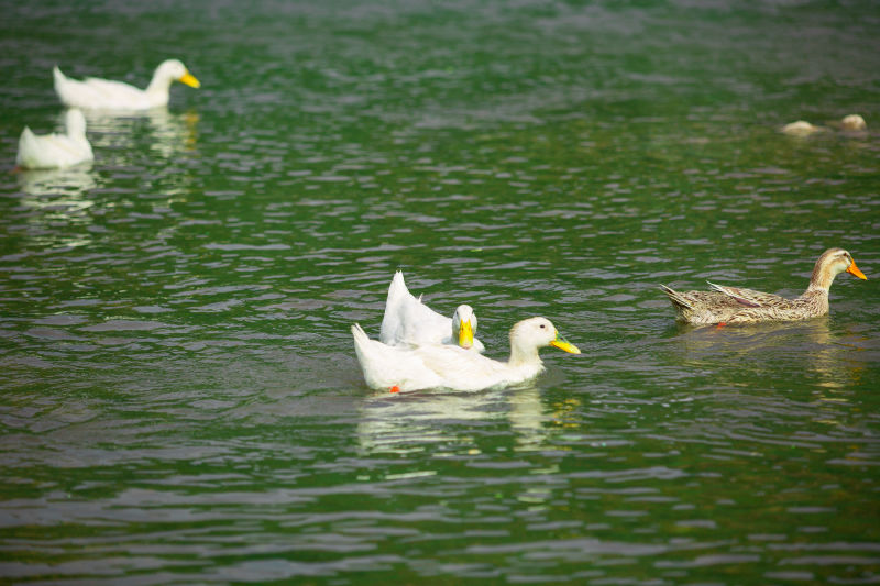 丰茂烤串停止加盟的原因,丰茂烤串创始人