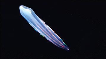 深海的皇冠水母,深海水母霓虹灯