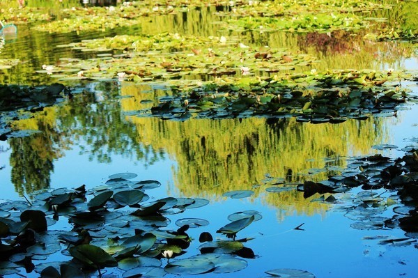 小镇艺术|印象派系的吉维尼,莫奈的“睡莲”花园