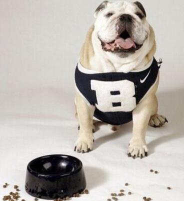 如何给狗狗换狗粮视频教程,怎么给狗狗换粮