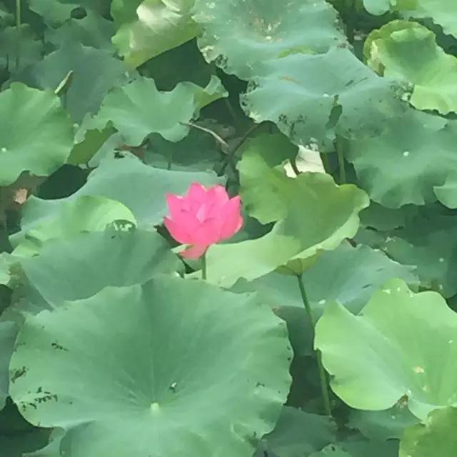 迎接父亲节：紫溪半岛的2000株紫薇花竞相绽放！限时免费欣赏