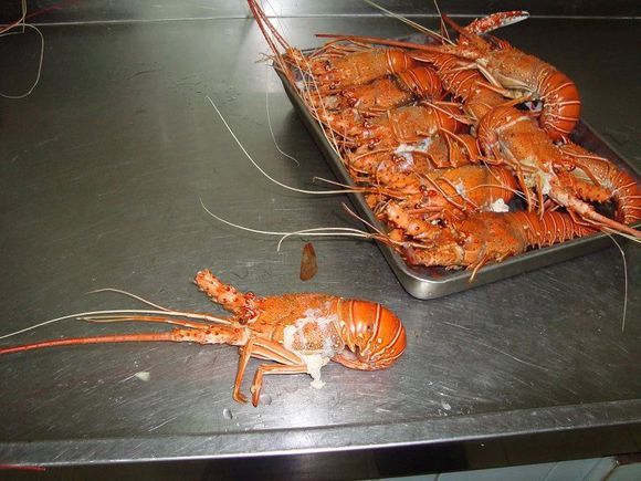 我是远洋渔民，爱钓鱼，更爱周游世界