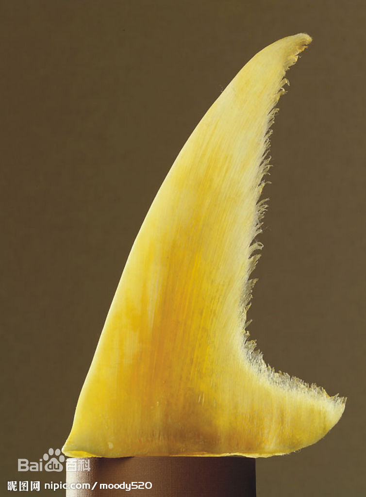 鱼翅有什么不好,鱼翅是名贵食材吗为什么不能吃呢