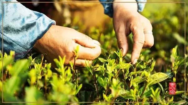 所有茶都应该越早采摘越好,一般而言茶什么时间采摘最好