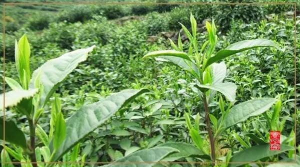 所有茶都应该越早采摘越好,一般而言茶什么时间采摘最好