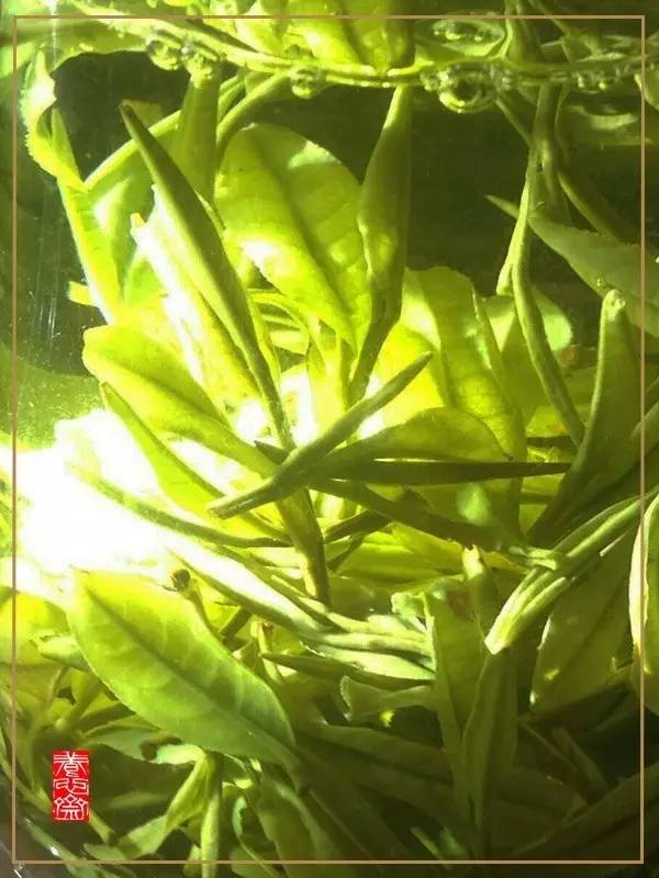 所有茶都应该越早采摘越好,一般而言茶什么时间采摘最好