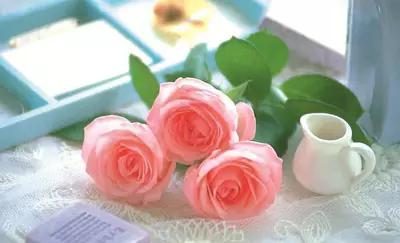 所有的数学公式小学,整个小学里面的数学公式要背哪些