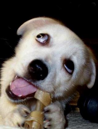 给狗狗刷牙的正确操作,怎样给狗狗刷牙不嘴臭