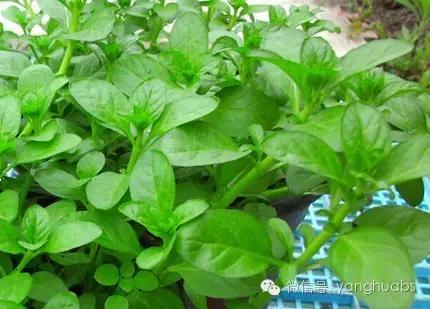 薄荷到底有多冷,薄荷如何讲解