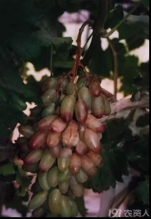 葡萄白腐病是什么原因,葡萄白腐病的秘方