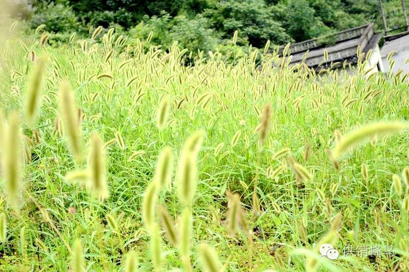 体验夏天农家生活,襄阳值得去的乡村