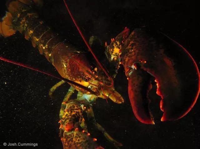 波士顿龙虾美食,波士顿龙虾高端食材