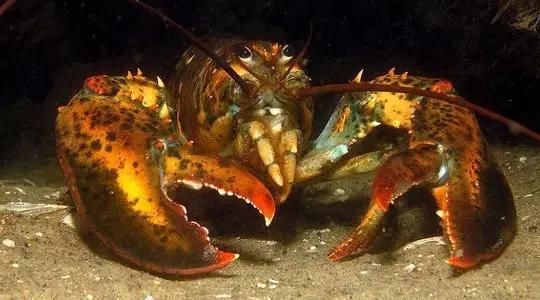 波士顿龙虾美食,波士顿龙虾高端食材