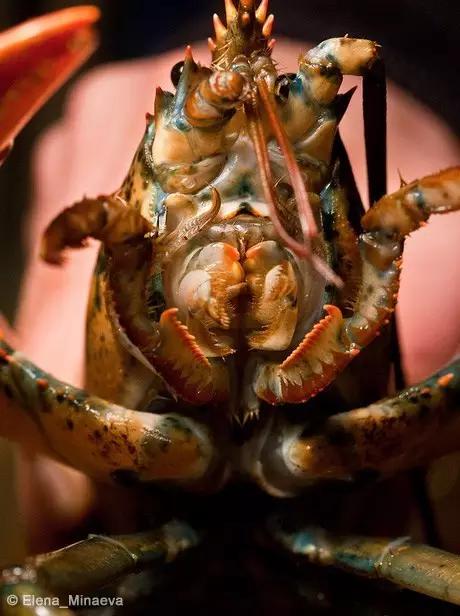 波士顿龙虾美食,波士顿龙虾高端食材