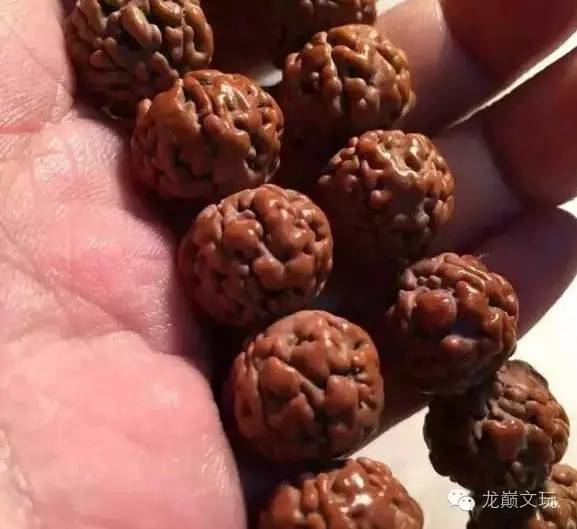 金刚菩提最不容易断齿的品种,哪种金刚菩提肉最多