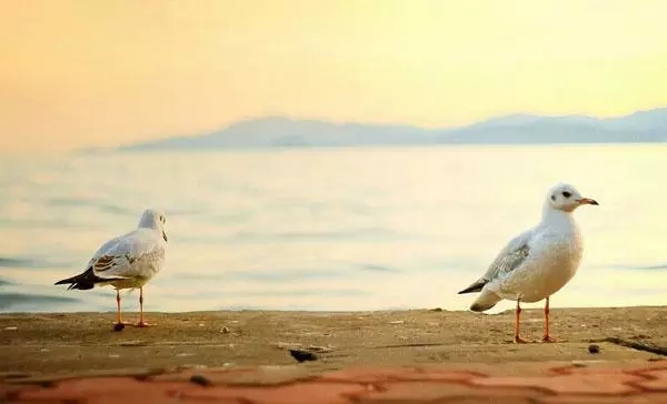 大连这几个富有情调的地方，我好想与你牵手走过