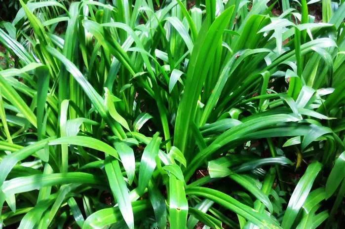 巴马世界旅居圣地,广西巴马长寿圣殿图片