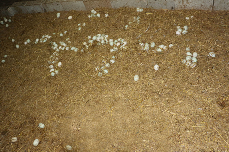 鸭子掉蛋原因,鸭子产多少蛋