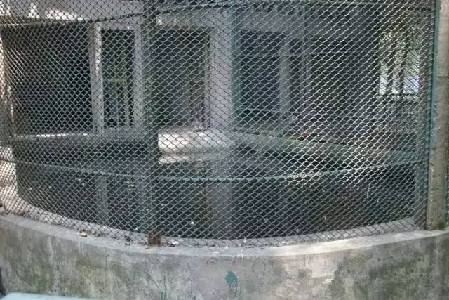 马鞍山雨山湖野生动物园,马鞍山雨山湖动物园白虎