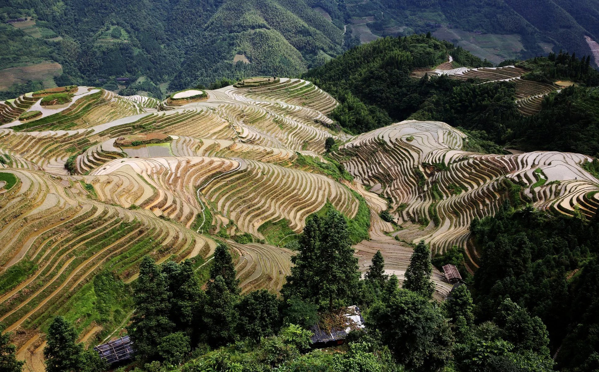 长发村红瑶淘米水洗发水直播,天下第一长发村用什么洗头发