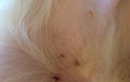 狗狗皮肤有小黑点是什么病,狗狗身上突然长好多黑斑怎么回事