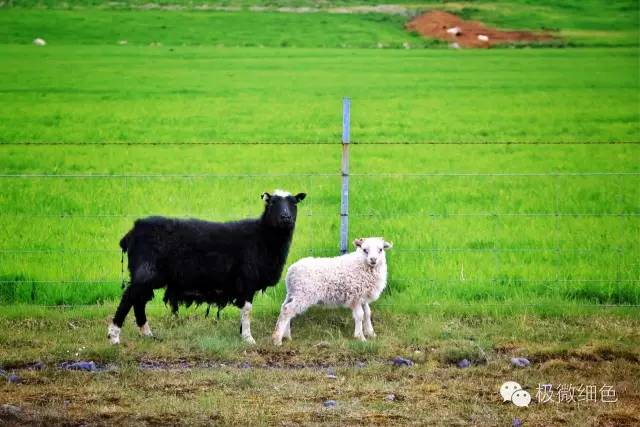 我在冰岛，带回一截漂亮的枯木