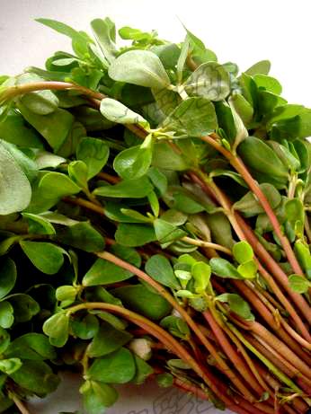 马齿菜,城里人专门到农村去挖,原来是因为这个