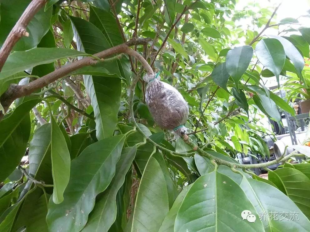 压条法繁殖植物,用压条繁殖的植物