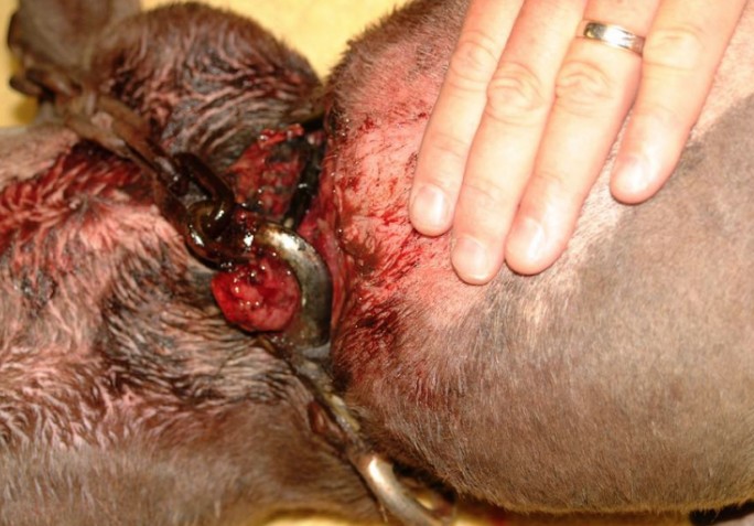 狗狗被蜜蜂蜇了多久会肿起来,狗狗脑袋肿大被主人送医