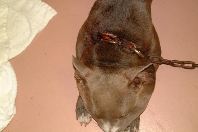 狗狗被蜜蜂蜇了多久会肿起来,狗狗脑袋肿大被主人送医