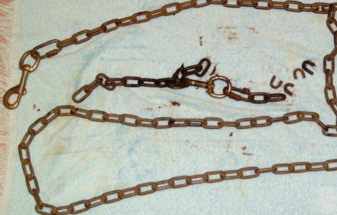 狗狗被蜜蜂蜇了多久会肿起来,狗狗脑袋肿大被主人送医