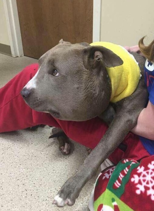 狗狗被蜜蜂蜇了多久会肿起来,狗狗脑袋肿大被主人送医