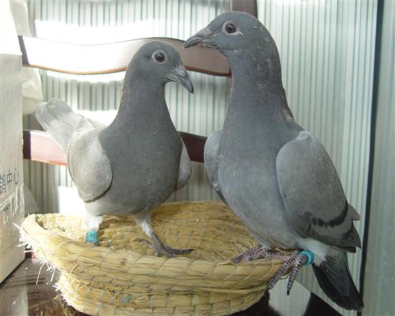 高王宏视频谈信鸽如何育种,高王宏治疗赛鸽沙门氏菌