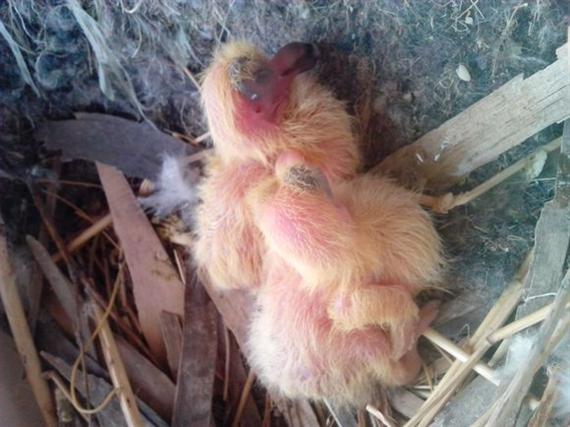 高王宏视频谈信鸽如何育种,高王宏治疗赛鸽沙门氏菌