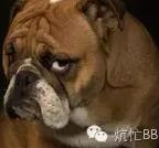 吃海带容易怀孕吗,吃海带能怀女孩