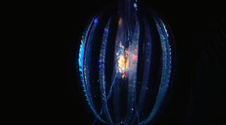 深海的皇冠水母,深海水母霓虹灯