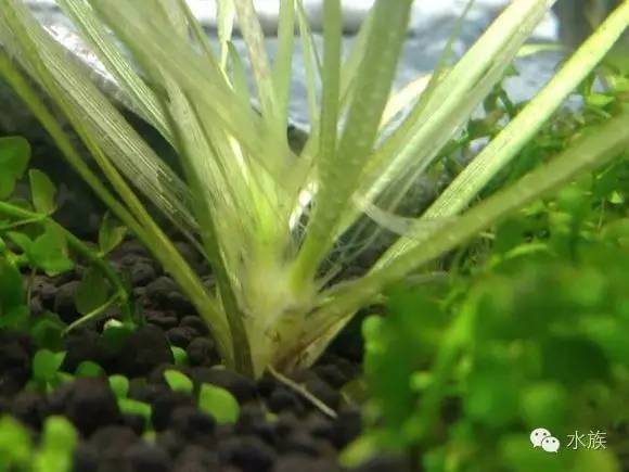 水族简单介绍,水草溶叶是什么症状