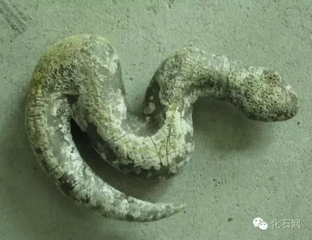 寻找恐龙化石,真龙的化石