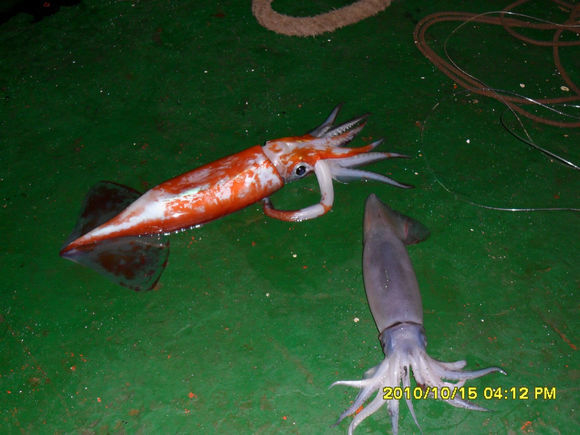 我是远洋渔民，爱钓鱼，更爱周游世界