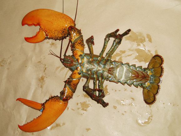 我是远洋渔民，爱钓鱼，更爱周游世界