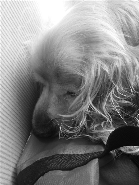 什么情况下狗狗做安乐死,什么情况建议狗狗安乐死