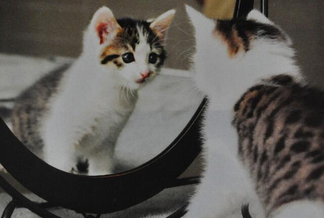 镜子在家里摆放禁忌是迷信吗,烂镜子可以摆放家里吗