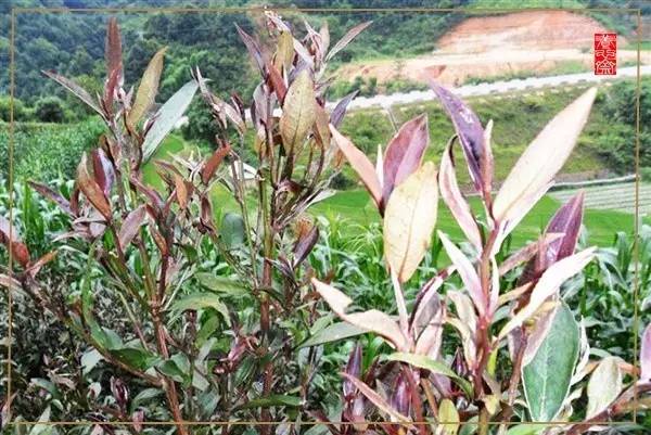 所有茶都应该越早采摘越好,一般而言茶什么时间采摘最好