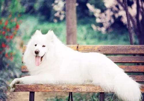 萨摩耶最容易得的几种病,萨摩耶的常见疾病有哪些