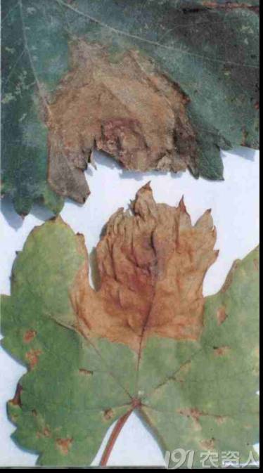 葡萄白腐病是什么原因,葡萄白腐病的秘方