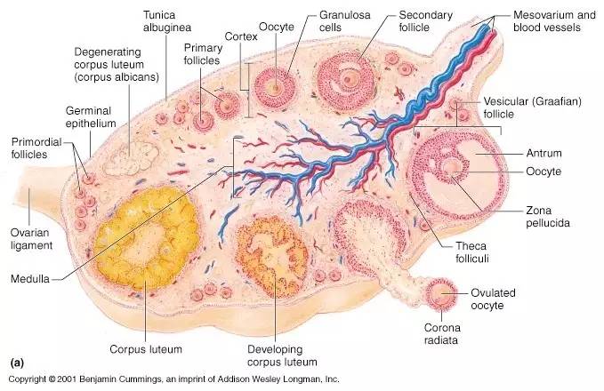 姨妈期痛经的女生该怎么注意,痛经大姨妈来吃什么最好