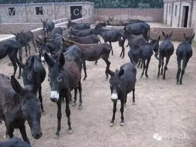 大姚天玛肉驴养殖,肉驴养殖加盟