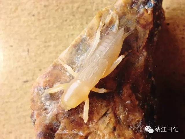 一个头像一天功夫，十八罗汉十八天完成